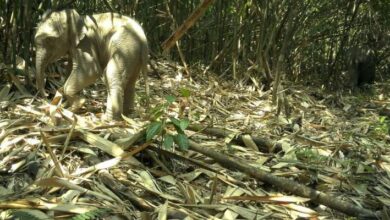 أسرار جبال أناميت بآسيا